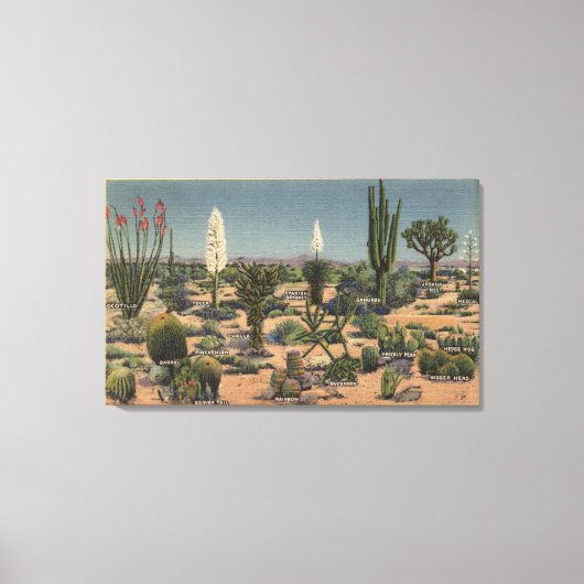 CaliforniaVarieties of Desert Cacti Canvas Afdruk (Voorkant)