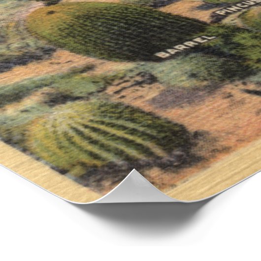 CaliforniaVarieties of Desert Cacti Poster (Hoek)