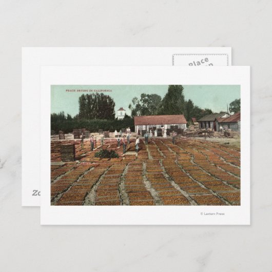 CaliforniaView of Peaches Drying in the Sun Briefkaart (Voorkant / Achterkant)