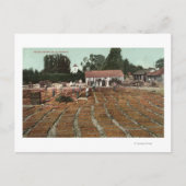 CaliforniaView of Peaches Drying in the Sun Briefkaart (Voorkant)
