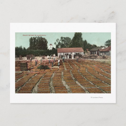 CaliforniaView of Peaches Drying in the Sun Briefkaart (Voorkant)