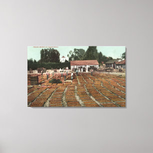 CaliforniaView of Peaches Drying in the Sun Canvas Afdruk