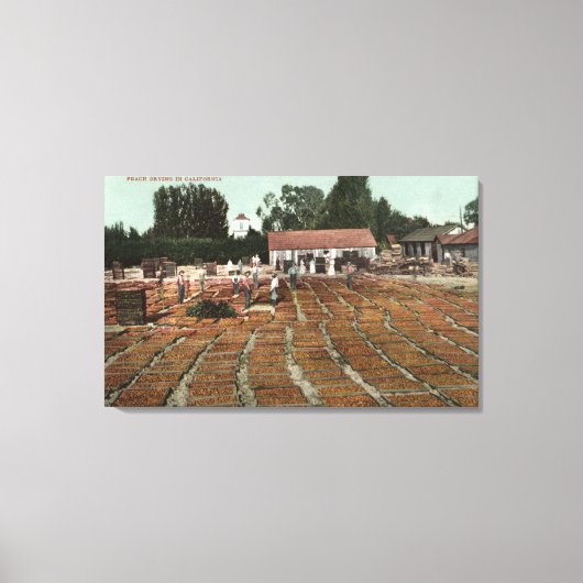 CaliforniaView of Peaches Drying in the Sun Canvas Afdruk (Voorkant)