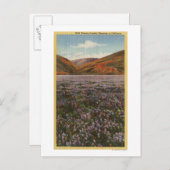 CaliforniaWild Lupine Flowers in Bloom Briefkaart (Voorkant / Achterkant)