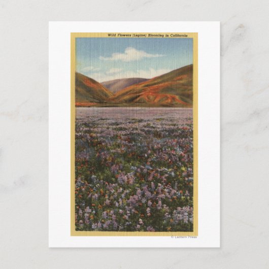 CaliforniaWild Lupine Flowers in Bloom Briefkaart (Voorkant)
