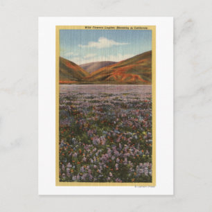 CaliforniaWild Lupine Flowers in Bloom Briefkaart