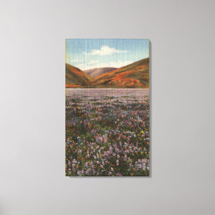 CaliforniaWild Lupine Flowers in Bloom Canvas Afdruk