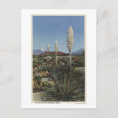 CaliforniaYucca Cacti in Bloom in woestijn Briefkaart (Voorkant)