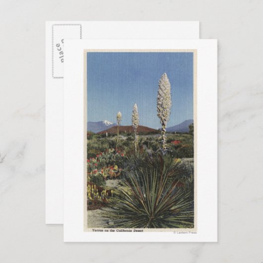 CaliforniaYucca Cacti in Bloom in woestijn Briefkaart (Voorkant / Achterkant)