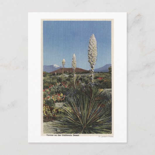 CaliforniaYucca Cacti in Bloom in woestijn Briefkaart (Voorkant)