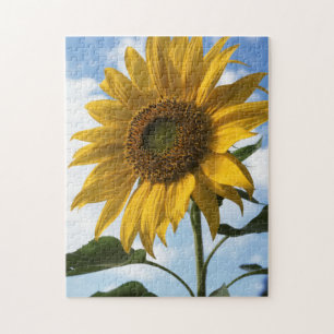 Californië, A Mammoth Sunflower (Helianthus) 4 Legpuzzel