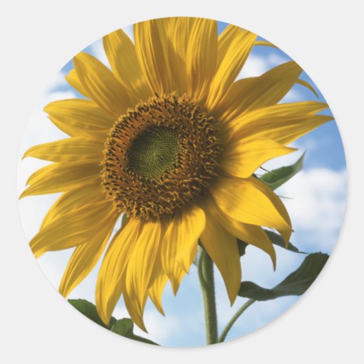 Californië, A Mammoth Sunflower (Helianthus) 4 Ronde Sticker (Voorkant)