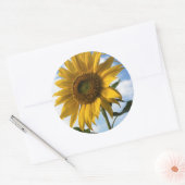 Californië, A Mammoth Sunflower (Helianthus) 4 Ronde Sticker (Envelop)