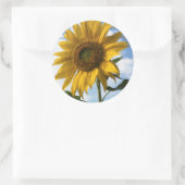 Californië, A Mammoth Sunflower (Helianthus) 4 Ronde Sticker (Tas)