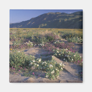 Californië, Anza-Borrego Desert SP, Zand Magneet