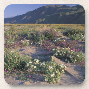 Californië, Anza-Borrego Desert SP, Zand Onderzetter