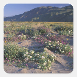 Californië, Anza-Borrego Desert SP, Zand Vierkante Sticker