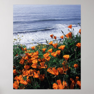 Californië, Big Sur-kust, Californische klaproos Poster