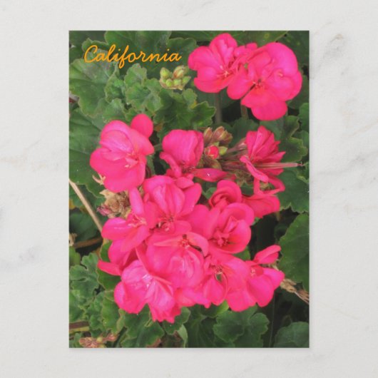 Californië Briefkaart (Voorkant)