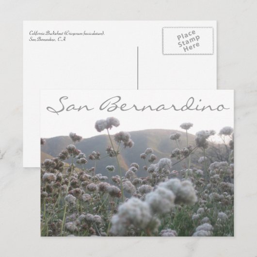 Californië Buckwheat Briefkaart (Voorkant / Achterkant)