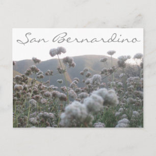 Californië Buckwheat Briefkaart