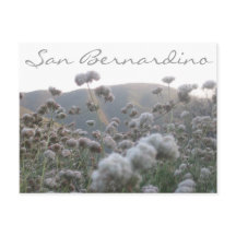 Californië Buckwheat