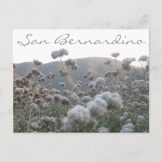 Californië Buckwheat Briefkaart (Voorkant)