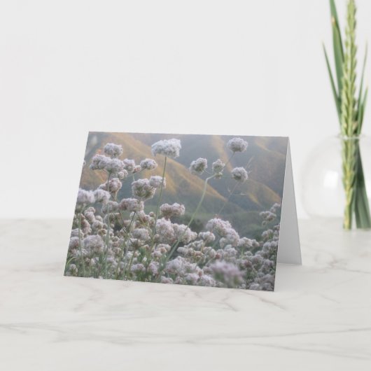 Californië Buckwheat Kaart (Voorkant)