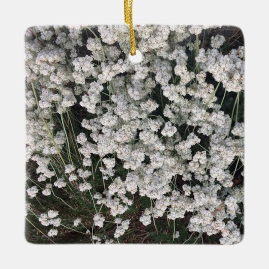 Californië Buckwheat Keramisch Ornament (Voorkant)