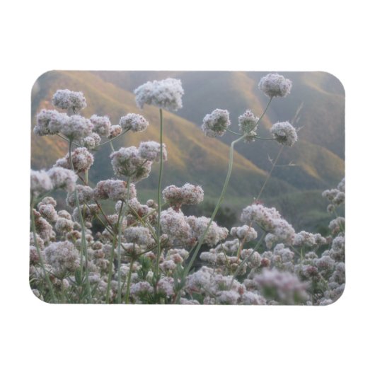 Californië Buckwheat Magneet (Horizontaal)