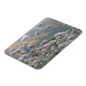 Californië Buckwheat Magneet (Linkerzijde)