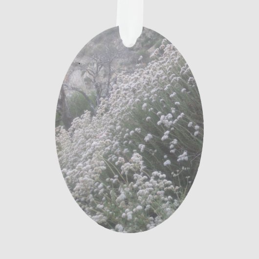 Californië Buckwheat Ornament (achterkant)