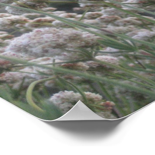 Californië Buckwheat Poster (Hoek)
