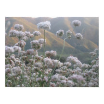 Californië Buckwheat