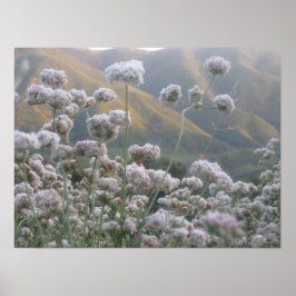 Californië Buckwheat Poster