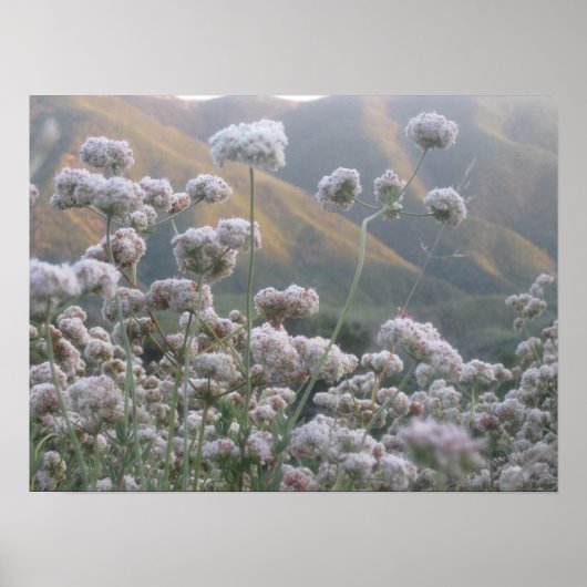 Californië Buckwheat Poster (Voorkant)