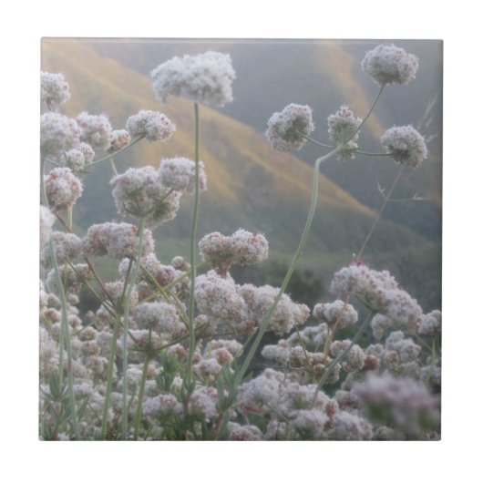 Californië Buckwheat Tegeltje (Voorkant)