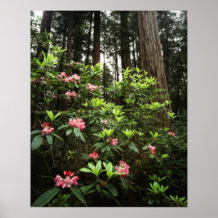 Californië, Del Norte Coast Redwoods State Park Poster