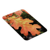 Californië, een herfstkleurig eikenblad magneet (Rechterzijde)