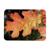 Californië, een herfstkleurig eikenblad magneet (Horizontaal)