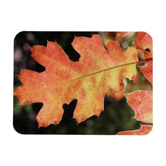 Californië, een herfstkleurig eikenblad magneet (Horizontaal)