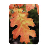 Californië, een herfstkleurig eikenblad magneet (Verticaal)