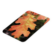 Californië, een herfstkleurig eikenblad magneet (Linkerzijde)