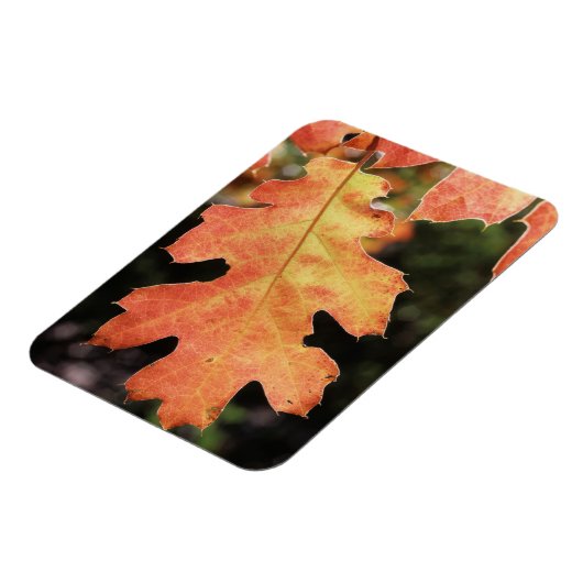 Californië, een herfstkleurig eikenblad magneet (Linkerzijde)