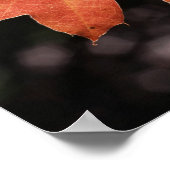 Californië, een herfstkleurig eikenblad poster (Hoek)