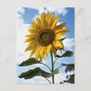 Californië, een reusachtige zonnebloem (Helianthus Briefkaart