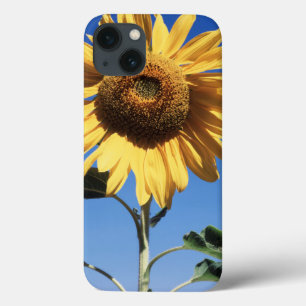 Californië, een reusachtige zonnebloem (Helianthus Case-Mate iPhone Case