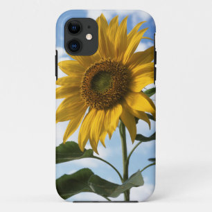 Californië, een reusachtige zonnebloem (Helianthus Case-Mate iPhone Case
