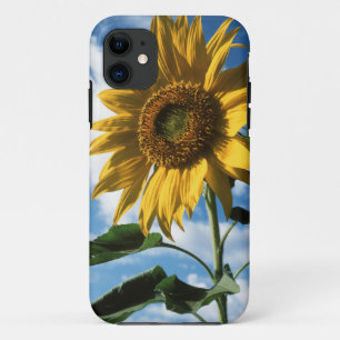 Californië, een reusachtige zonnebloem (Helianthus iPhone 11 Hoesje