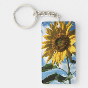 Californië, een reusachtige zonnebloem (Helianthus Sleutelhanger
